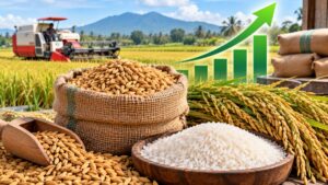 Harga Padi Naik 2026, Cek Harga Gabah Terbaru di Sejumlah Daerah Indonesia